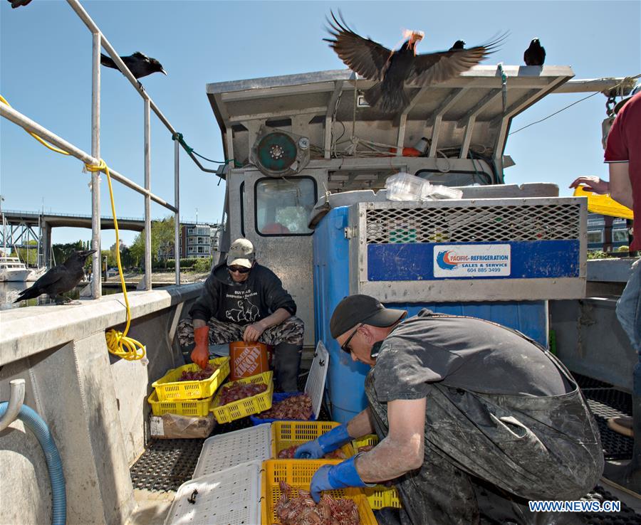 CANADA-VANCOUVER-SPOT PRAWN-OPENING SEASON