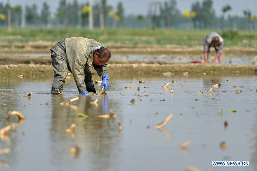 CHINA-HEBEI-FARM WORK (CN)