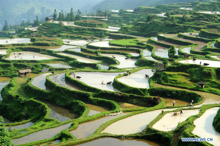 CHINA-GUIZHOU-LIPING-TRADITIONAL PLOUGH (CN)