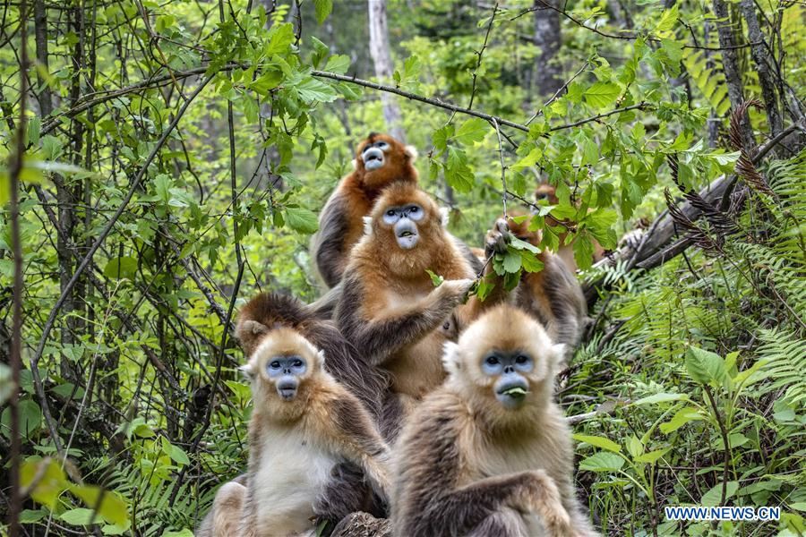 CHINA-HUBEI-SHENNONGJIA-GOLDEN MONKEY (CN)