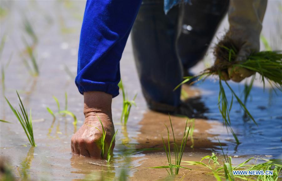 CHINA-INNER MONGOLIA-HOHHOT-SALINE SOIL-RICE (CN)