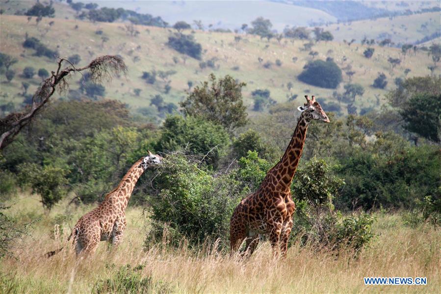 RWANDA-AKAGERA NATIONAL PARK-WILDLIFE