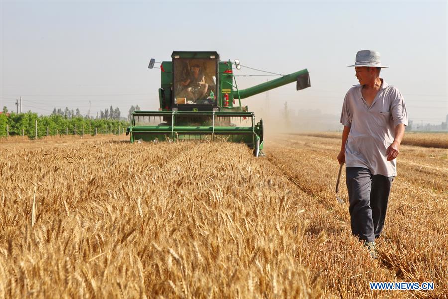 CHINA-HEBEI-SHIJIAZHUANG-WHEAT HARVEST (CN)