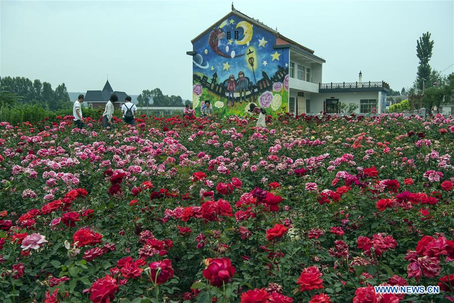 CHINA-SHAANXI-LUONAN-ROSE TOWN (CN)