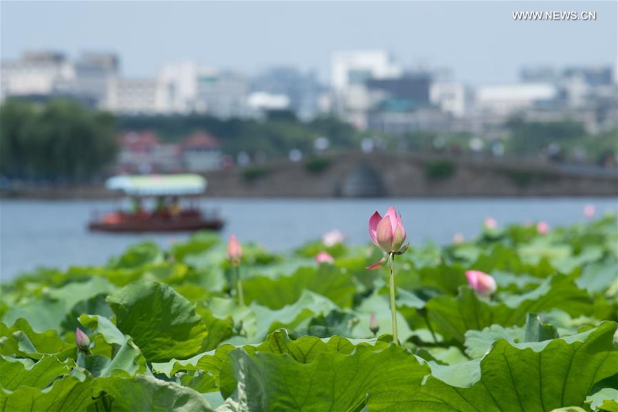 CHINA-ZHEJIANG-WEST LAKE-LOTUS FLOWERS (CN)