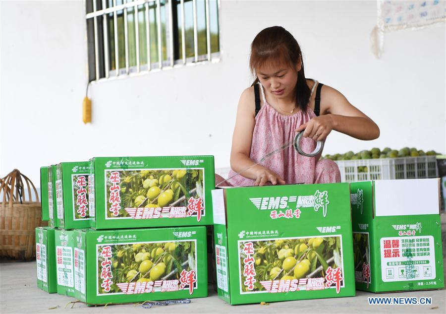 CHINA-CHONGQING-PLUM HARVEST (CN)