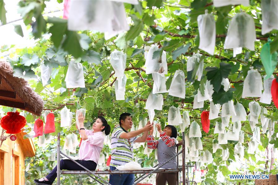 #CHINA-SHANDONG-POVERTY ALLEVIATION-TECH SUPPORT (CN)