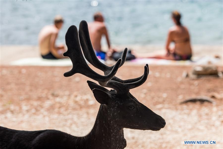 CROATIA-ISLAND BADIJA-FALLOW DEER