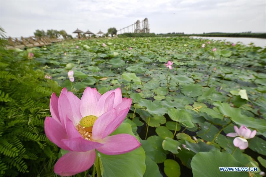 CHINA-NINGXIA-YINCHUAN-SCENERY (CN)