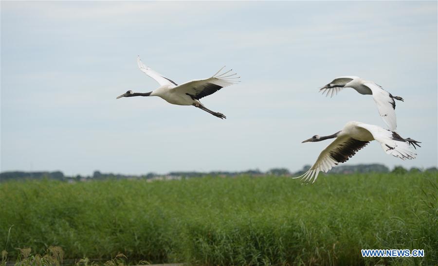 CHINA-HEILONGJIANG-QIQIHAR-NATURE RESERVE (CN)