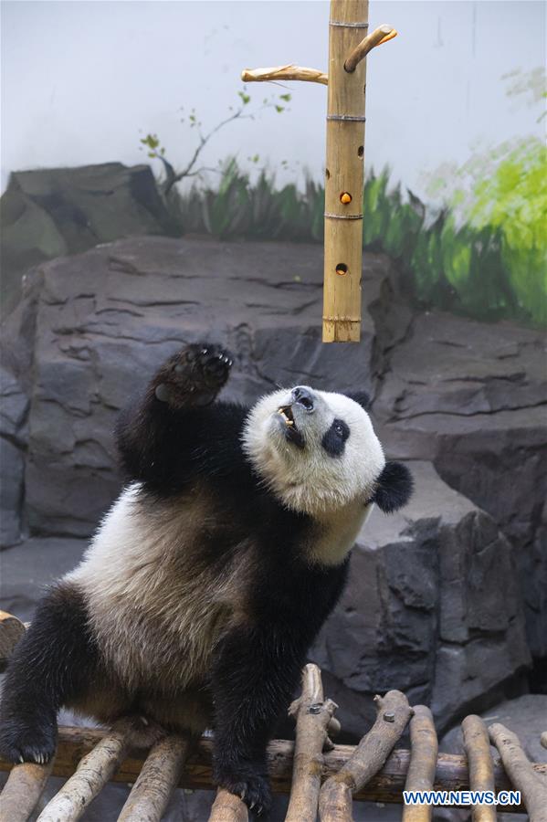 #CHINA-NANJING-GIANT PANDA TWINS-BIRTHDAY (CN)