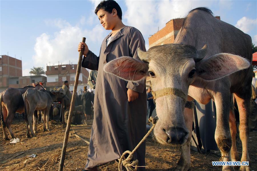 EGYPT-MONUFIA-EID AL-ADHA-LIVESTOCK MARKET