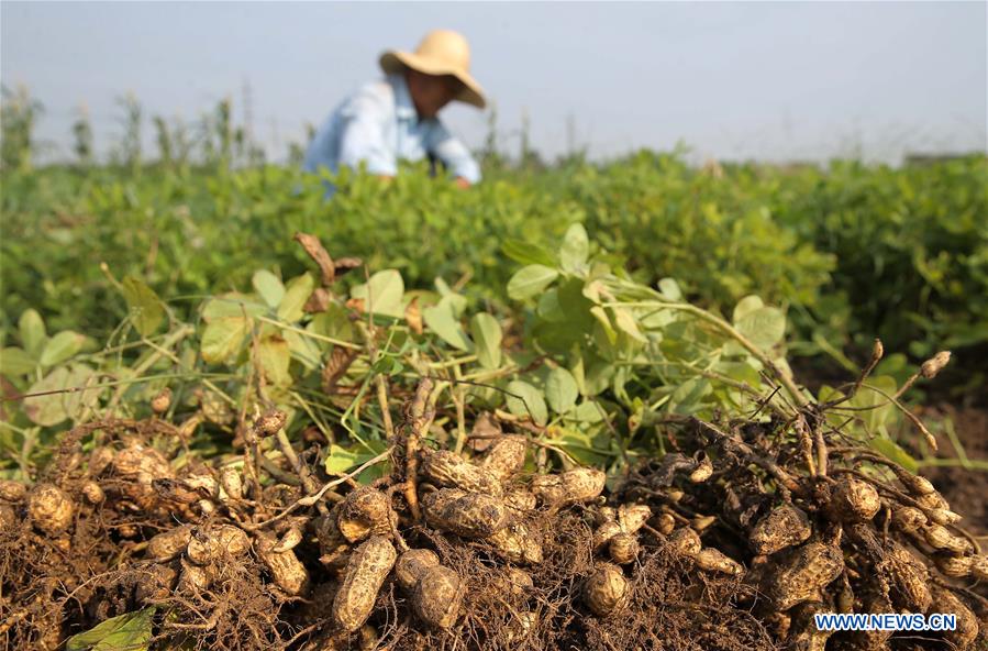 #CHINA-END OF SUMMER-AGRICULTURE(CN)