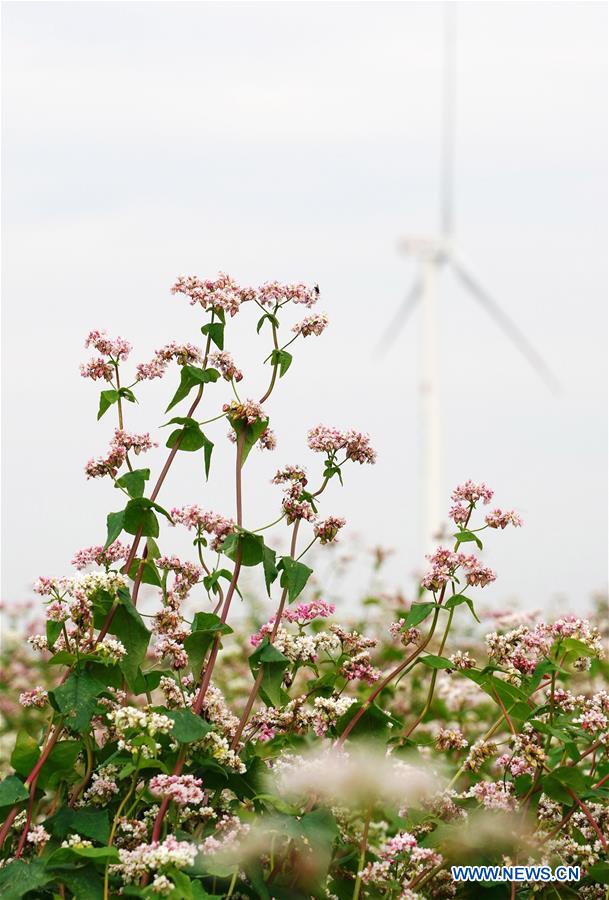 CHINA-SHAANXI-DINGBIAN-BUCKWHEAT FLOWER(CN)