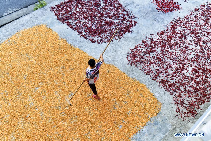 #CHINA-GUIZHOU-ZUNYI-FARM WORK (CN)