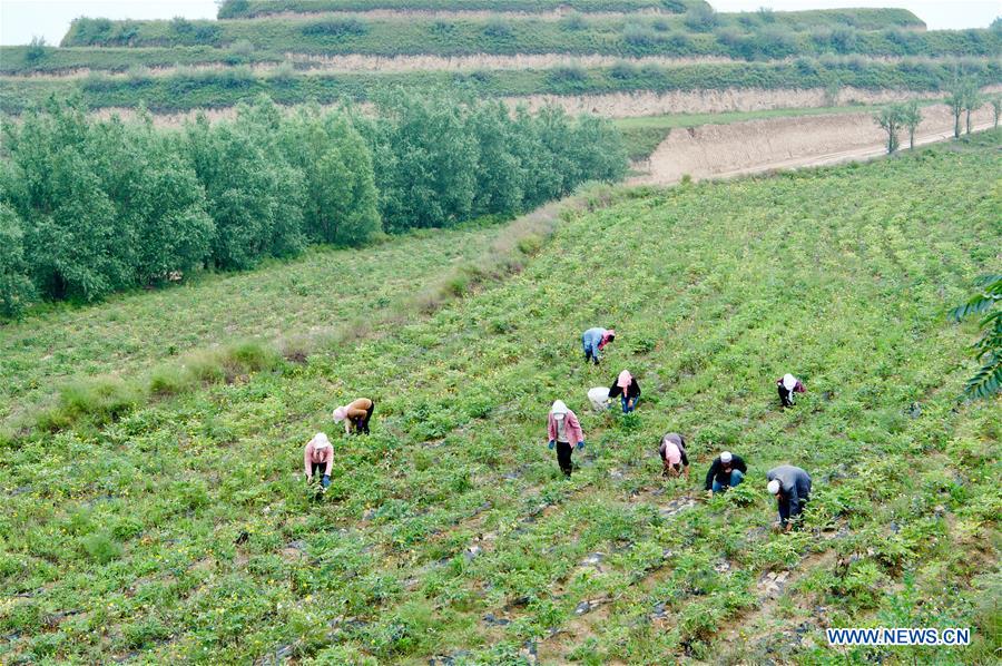 CHINA-NINGXIA-GUYUAN-POVERTY RELIEF (CN)