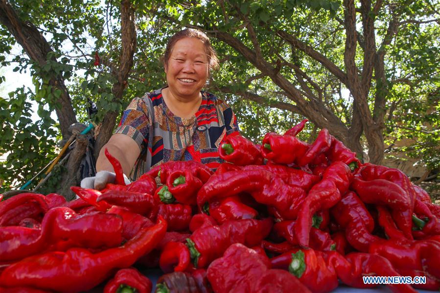 #CHINA-XINJIANG-BARKOL-CHILI HARVEST (CN)