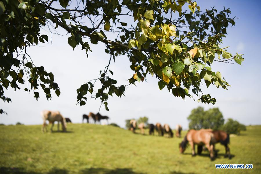 #CHINA-INNER MONGOLIA-GRASSLAND-AUTUMN SCENERY(CN)