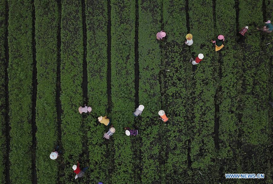 #CHINA-GUIZHOU-VILLAGES-FARM WORK (CN)