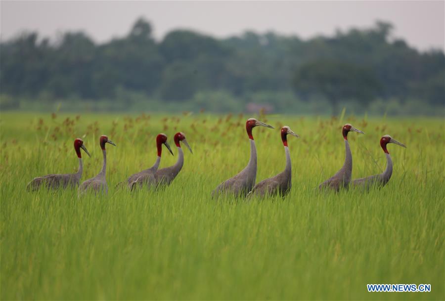 MYANMAR-MAUBIN-SARUS CRANE