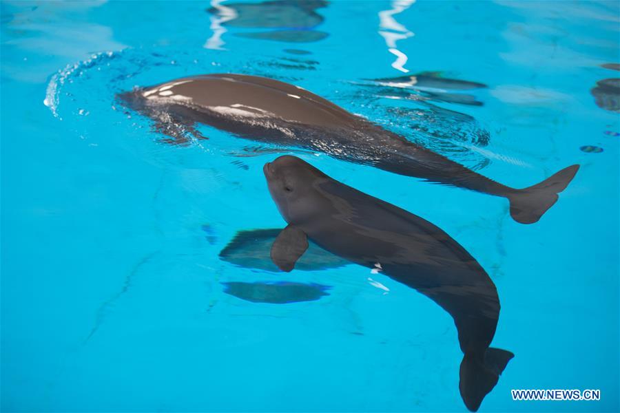 CHINA-FINLESS PORPOISE-BREEDING-100 DAYS (CN)