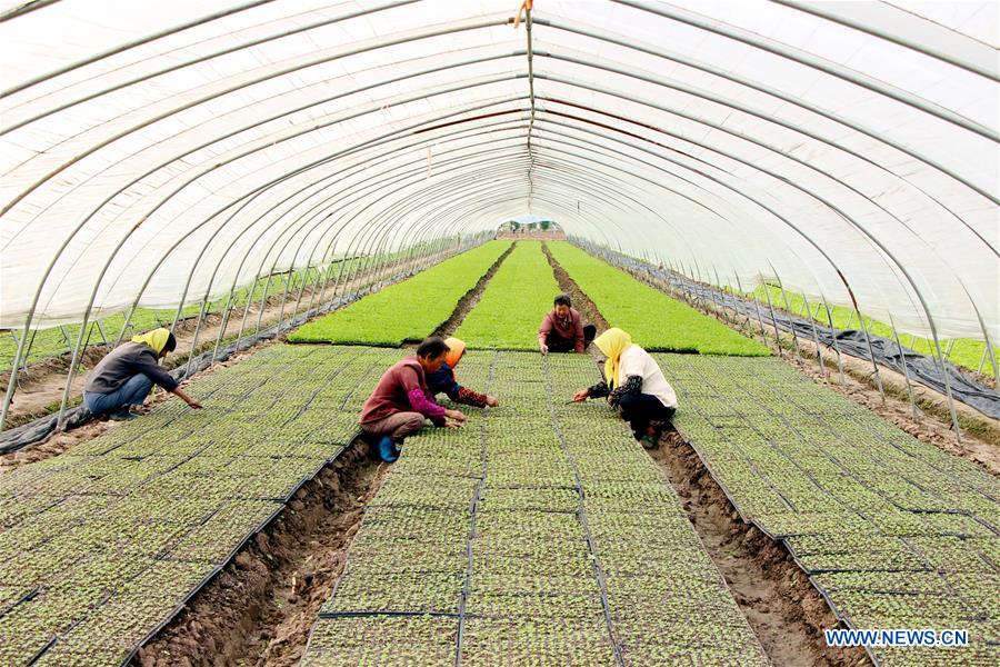 #CHINA-AUTUMN-FARM WORK (CN)