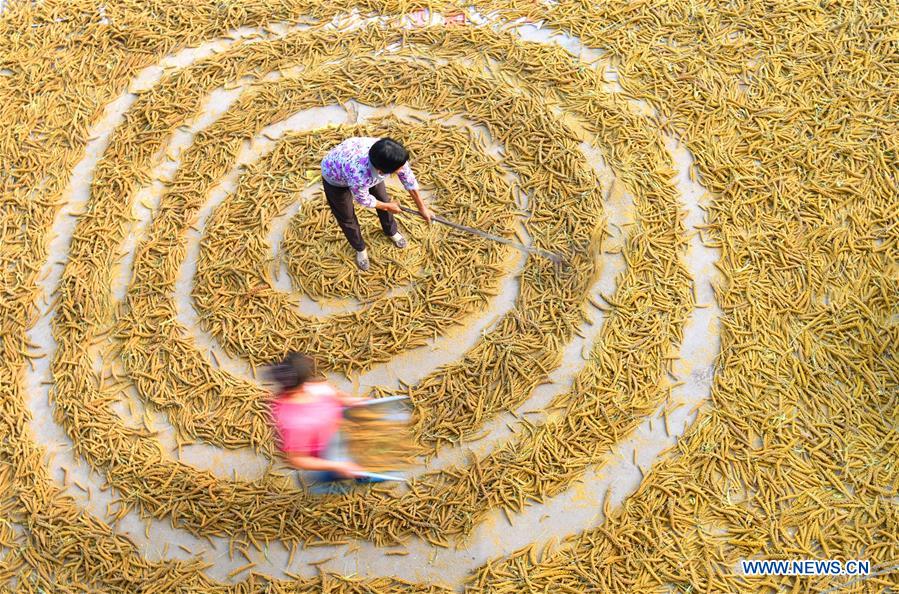 #CHINA-AUTUMN-FARM WORK (CN)