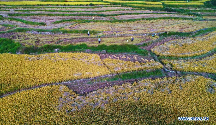 #CHINA-JIANGXI-AUTUMN-HARVEST (CN)