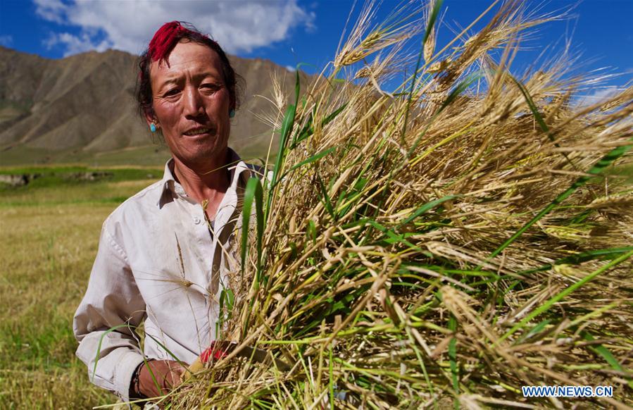 CHINA-TIBET-HIGHLAND BARLEY-HARVEST (CN)