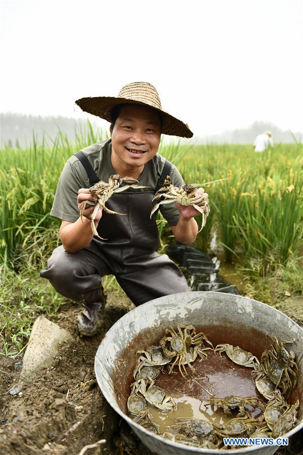 #CHINA-HARVEST (CN)