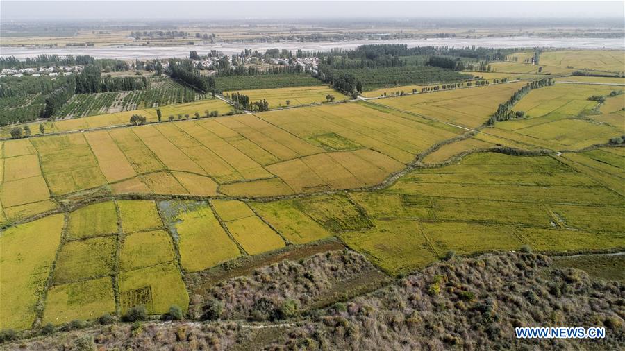 CHINA-XINJIANG-WENSU-HARVEST (CN)