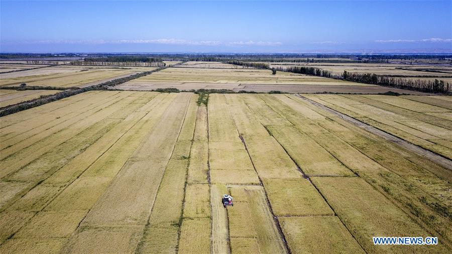 CHINA-XINJIANG-RICE-HARVEST (CN)