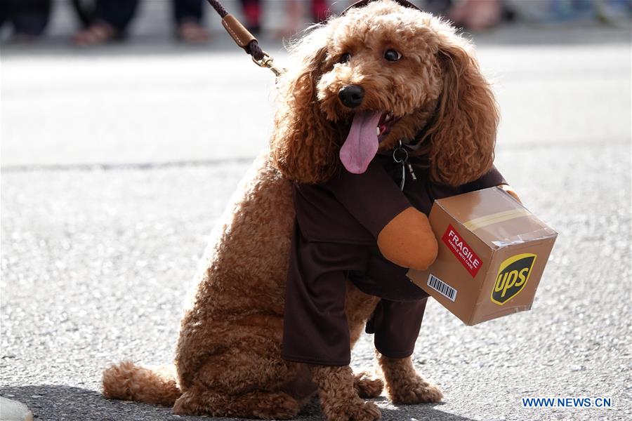 U.S.-CALIFORNIA-BURLINGAME-PET DOG-PARADE