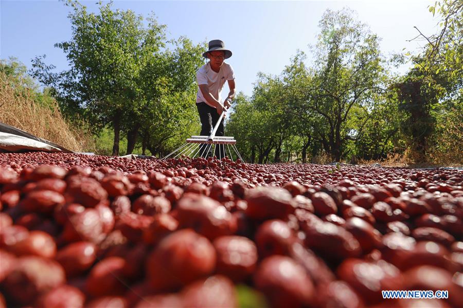 #CHINA-HEBEI-TANGSHAN-JUJUBE-HARVEST  (CN)