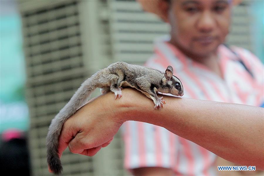 PHILIPPINES-QUEZON CITY-PET PARADE