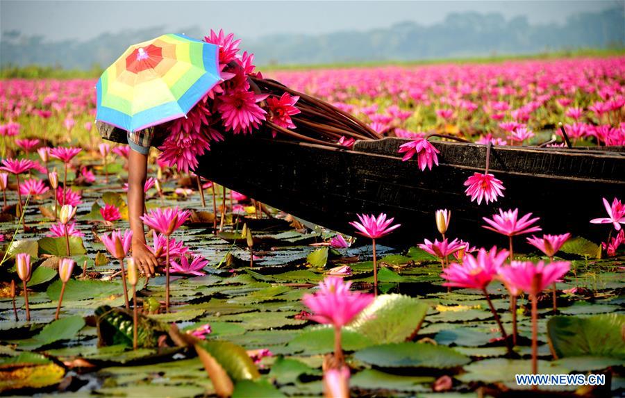 BANGLADESH-BARISAL-RED WATER LILIES