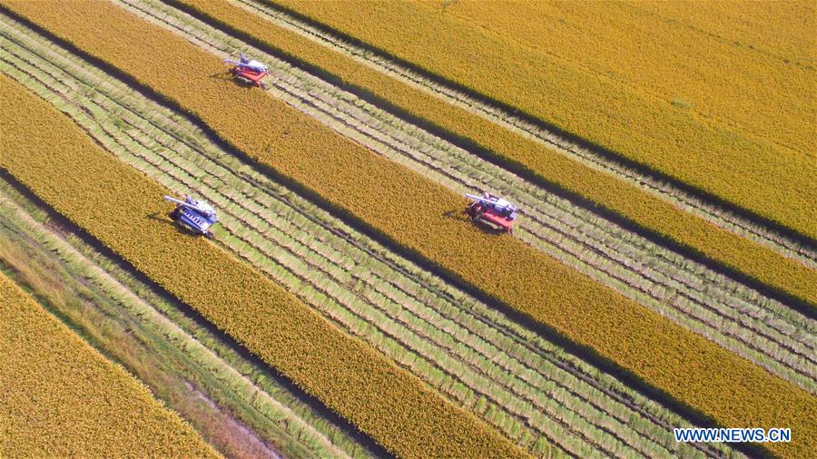 #CHINA-SHANDONG-LINYI-RICE HARVEST (CN)