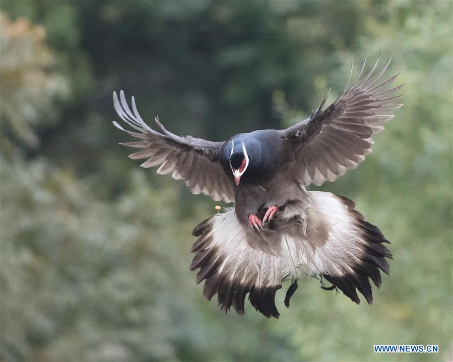 CHINA-SHANXI-JIAOCHENG-BIRD (CN)