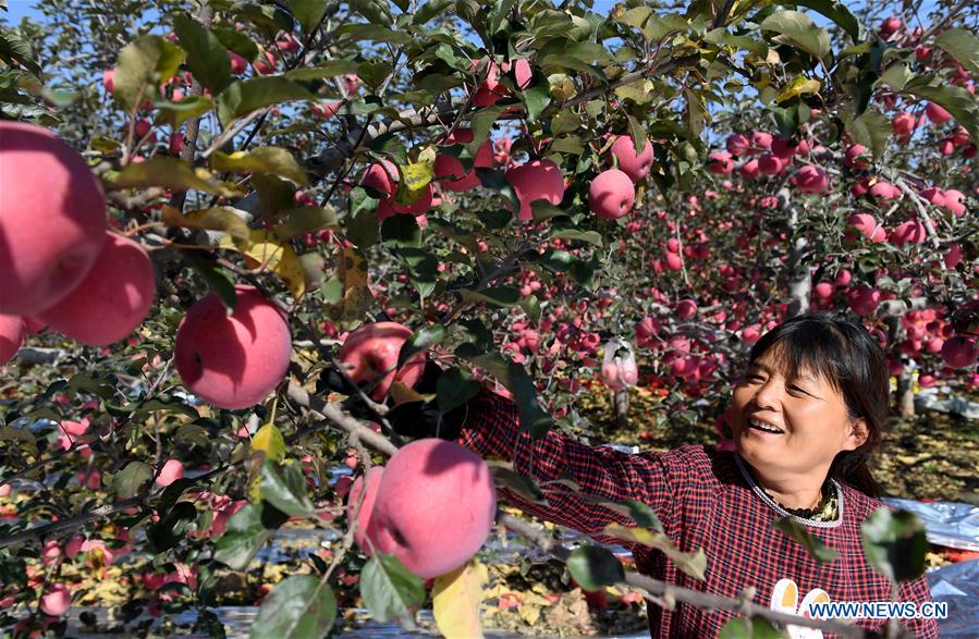 CHINA-SHAANXI-APPLE (CN)