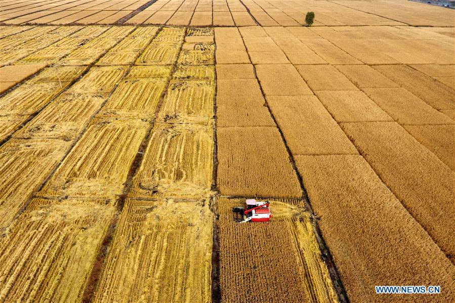 CHINA-AUTUMN-HARVEST (CN)