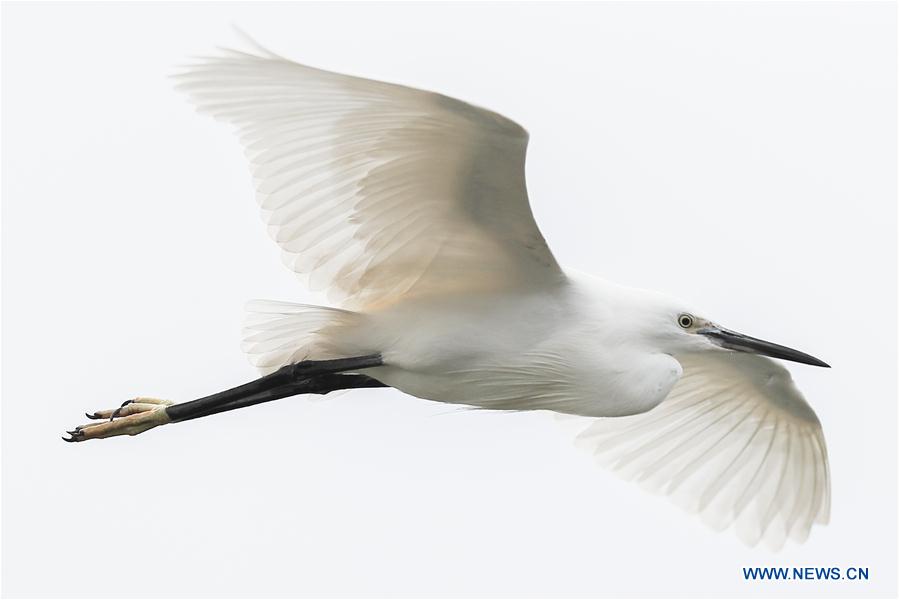 CHINA-GUIZHOU-BIRDS (CN)