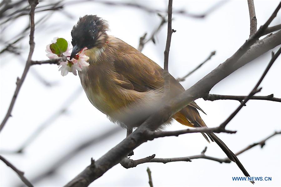 CHINA-GUIZHOU-BIRDS (CN)