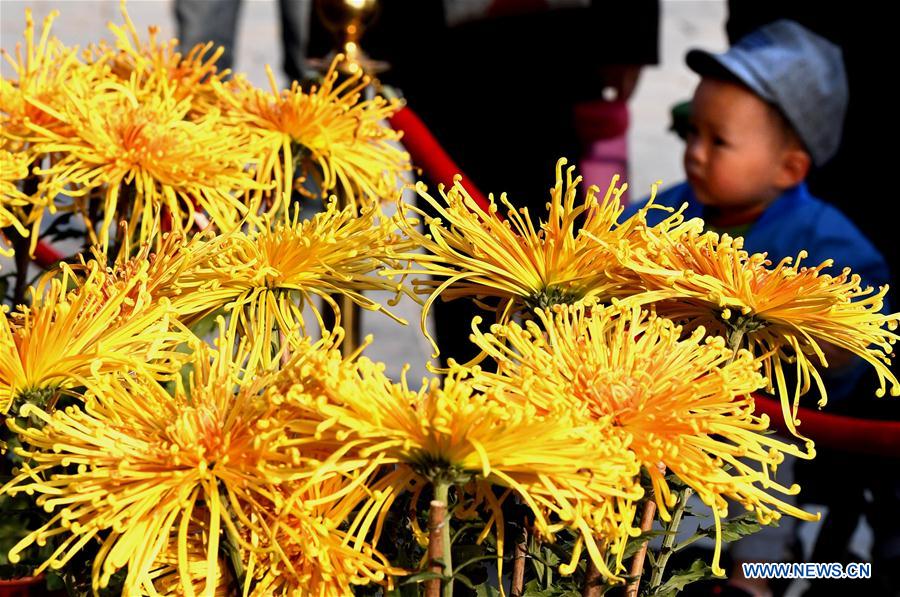 CHINA-HENAN-KAIFENG-CHRYSANTHEMUM (CN)