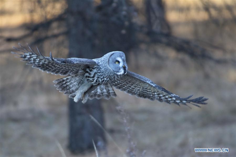 CHINA-INNER MONGOLIA-YAKESHI-WILD BIRD (CN)