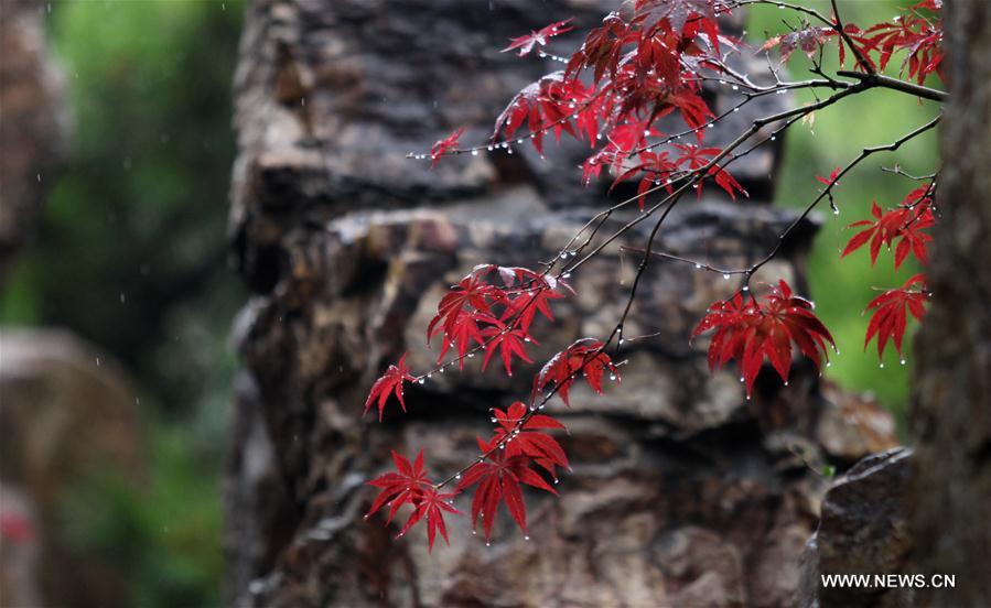 #CHINA-JIANGSU-MAPLE-SCENERY (CN)