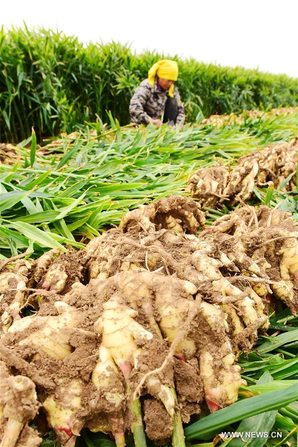 #CHINA-FARMING-SHUANGJIANG (CN) 