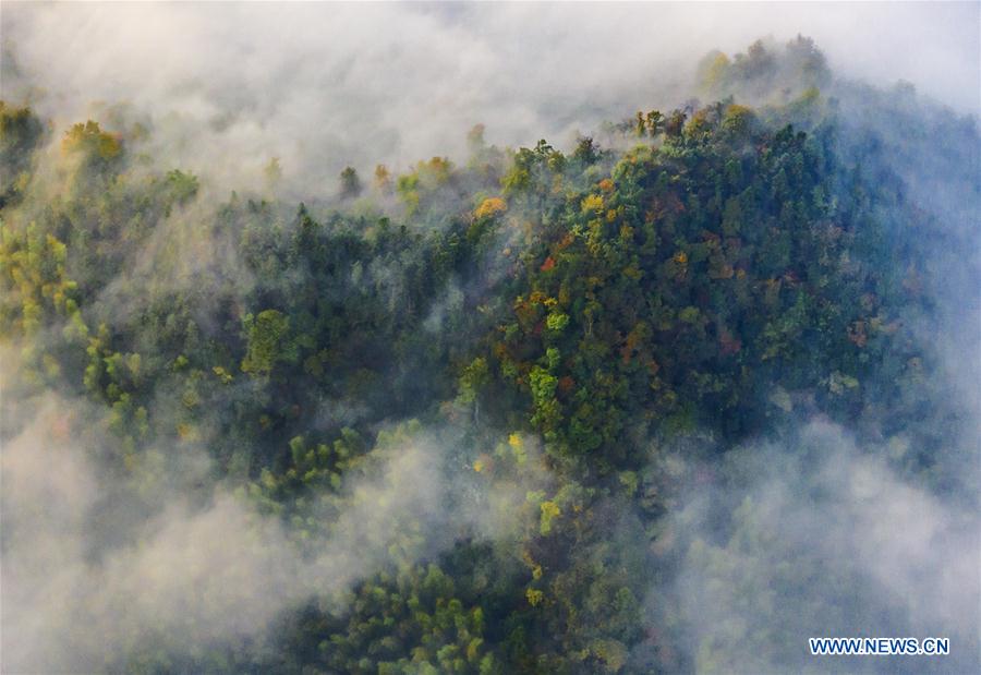 #CHINA-ANHUI-DABIESHAN MOUNTAIN-SCENERY (CN)