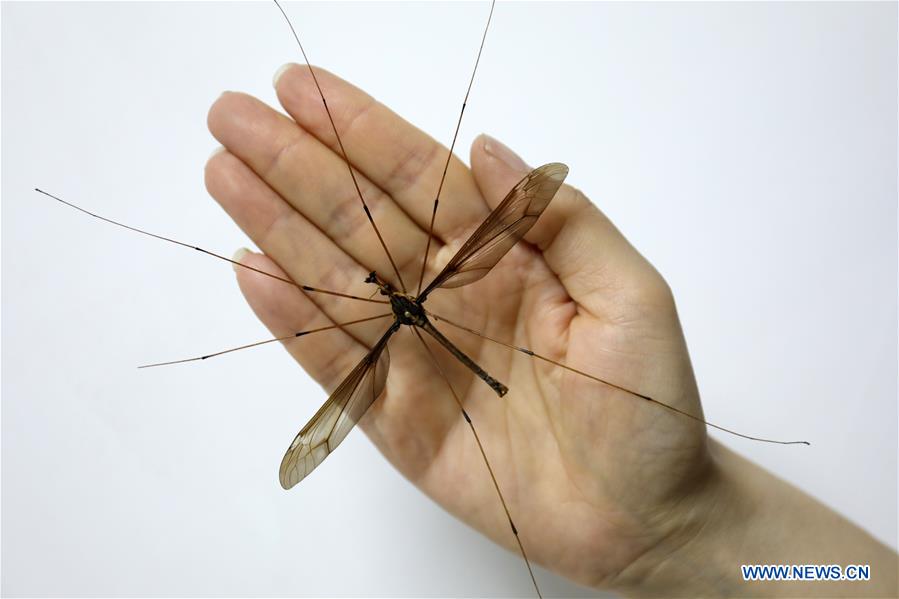 CHINA-SICHUAN-CHENGDU-WORLD'S BIGGEST MOSQUITO (CN)