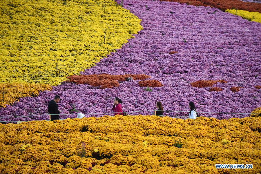 CHINA-GUIZHOU-CHRYSANTHEMUM-TOURISM (CN)