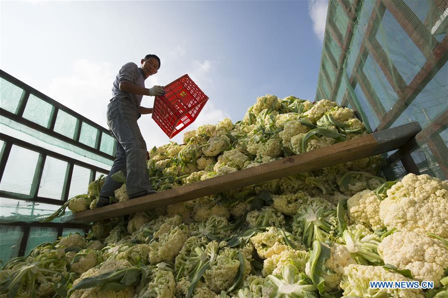 #CHINA-WINTER-HARVEST (CN)